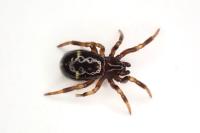 Asagena phalerata