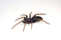 Trachyzelotes pedestris