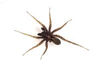 Pardosa hortensis
