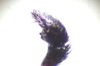 Pardosa hortensis
