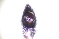 Pardosa hortensis