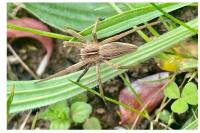 Pisaura mirabilis