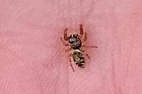 Macaroeris nidicolens