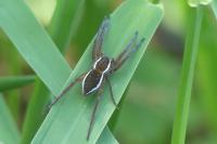 Dolomedes