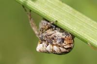 Gibbaranea bituberculata