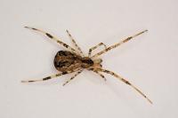 Episinus maculipes