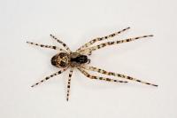 Metellina merianae