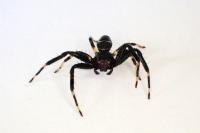 Synema globosum