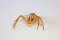 Runcinia grammica