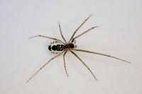 Neriene radiata