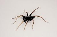 Pardosa saltans