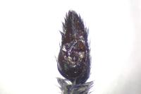 Pardosa saltans
