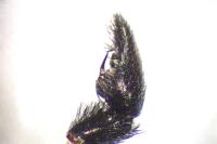 Pardosa saltans