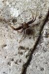 Xysticus