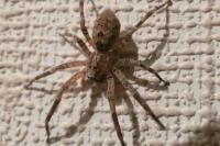 Zoropsis spinimana