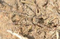 Arctosa perita