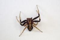 Xysticus ulmi