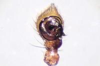 Xysticus ulmi