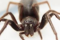 Segestria florentina
