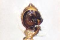 Tmarus piger