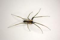 Neriene radiata