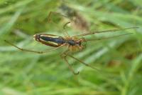Tetragnatha