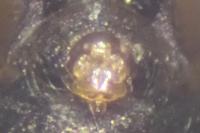 Tenuiphantes tenuis