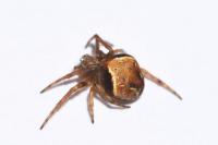 Araneus sturmi