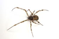 Parasteatoda tepidariorum