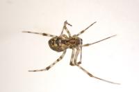 Parasteatoda tepidariorum