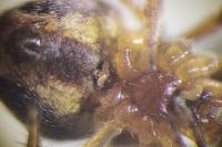 Araneus sturmi