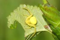 Misumena vatia