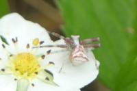 Thomisus onustus