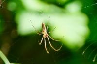 Tetragnatha