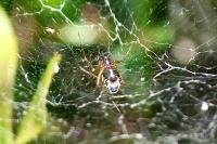 Frontinellina frutetorum