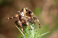 Araneus angulatus