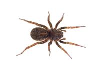 Arctosa leopardus