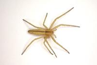 Tibellus oblongus