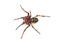 Larinioides cornutus