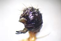 Larinioides cornutus