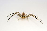 Runcinia grammica