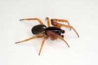 Singa nitidula