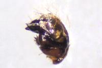 Singa nitidula