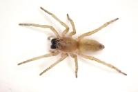 Clubiona phragmitis