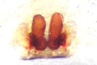 Clubiona phragmitis
