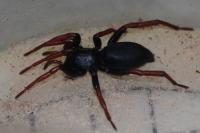 Trachyzelotes pedestris
