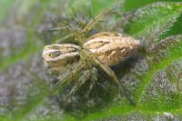 Oxyopes