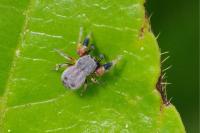 Ballus rufipes