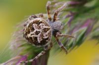 Agalenatea redii