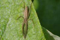 Tibellus